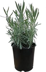 Lavandula Flor Natural Planta para el Cultivo y Cuidado en Casa