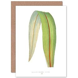 Wee Blue Coo Leaf Cordyline Dracaena Indivisa Greeting Card With Envelope Inside Premium Quality