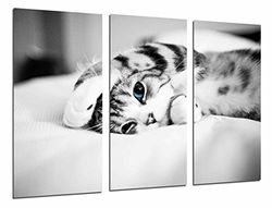 Póster de fotografia Hipster animal gato olhos azuis, branco e preto tamanho total: 97 x 62 cm XXL