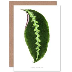 Wee Blue Coo Leaf Maranta Warscewiczii Greeting Card With Envelope Inside Premium Quality
