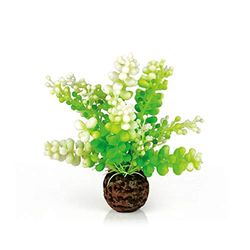biOrb 46090 Caulerpa de aquário, verde | acessórios de aquário | decoração de aquários | plantas de aquário | flores