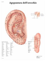 3B Scientific vr4821l acupunctuur van het oor, 1