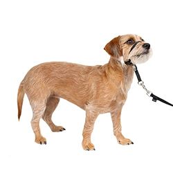 PetSafe - Licol Easy Walk pour Petit Chien (S), Confortable, Anti-Traction, avec Laisse en Nylon (Inclus) - Noir