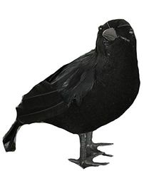 Zwarte raaf
