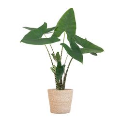 BloomPost Alocasia Zebrina - 60-70 cm + mand - Kamerplant - Kamerplant die weinig onderhoud vergt - Makkelijk te kweken kamerplanten voor op kantoor - Inclusief pot