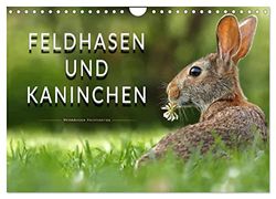 Feldhasen und Kaninchen (Wandkalender 2024 DIN A4 quer), CALVENDO Monatskalender: Eindrucksvolle Bilder der scheuen Tiere.
