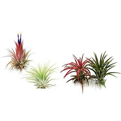 Duo de Tillandsias DECOALIVE Plantas del Aire de Color Rojo y de Color Verde & Set de Dos Tillandsias o Plantas del Aire (1 Verde y 1 Roja)