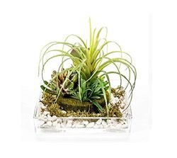 DRW Centro di fiori con acqua solida, con succulente in vetro e sintetico verde 19 x 19 cm