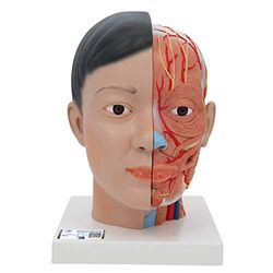 3B Scientific Vetenskaplig C06 Asiatiskt deluxe huvud med hals, 4 delar + gratis anatomi programvara - 3B smart anatomi