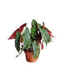 Begonia Maculata Natural Planta Exótica y Tropical para Interior