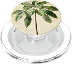 Money Tree Vintage Scientific Illustration Plant PopSockets PopGrip for MagSafe