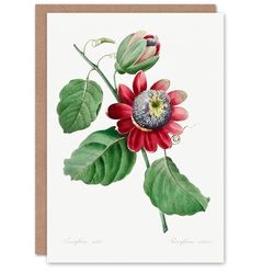 Artery8 Pierre-Joseph Redouté Art Card Vintage Passion Flower Illustration