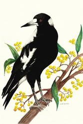 Australian Magpie Art Notebook - 100 pages: Beautiful soft-cover lined notebook/journal