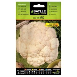 Semi Batlle – Cavolfiore