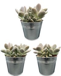 Succulenten, Pachyphytum Oviferum, 12cmØ- 15-25 CM Hoog, Zinken Potten, (3 Stuks)