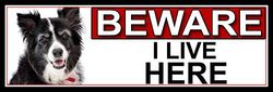 SHAWPRINT Border Collie BEWARE I LIVE HERE METAL GATE SIGN 266mm x 87m. (438H2)