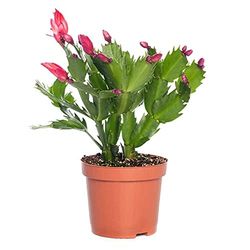 DECOALIVE Cactus de Navidad Planta Natural de Interior con Flores de Colores, 8436601571601