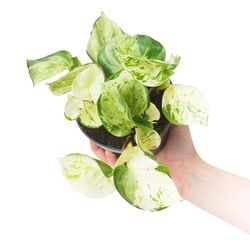Poto Happy Leaf Exótico Planta de Interior de Cuidado Sencillo y Atractivo Exótico