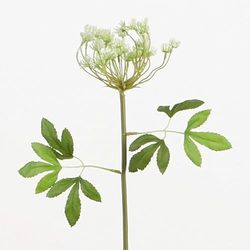 VARA VIBURNUM BLANCA 60 CMS. 60 cms