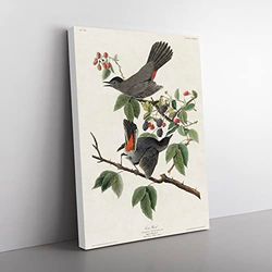 Cat Bird By John James Audubon Vintage Canvas Wall Art Print Ready to Hang, Framed Picture for Living Room Bedroom Home Office Décor, 76x50 cm (30x20 Inch)
