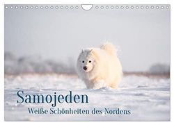 Samojeden - Liebenswerte Fellkugeln (Wandkalender 2024 DIN A4 quer), CALVENDO Monatskalender