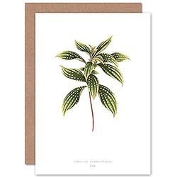 Wee Blue Coo Leaf Sonerila Margaritacea Greeting Card With Envelope Inside Premium Quality