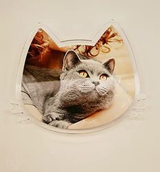 Foto in plexi (Gatto)