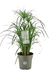 Cyperus Papyrus Natural Planta del Papiro para tu Estanque