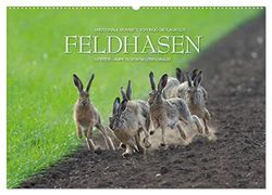 Emotionale Momente: Feldhasen (Wandkalender 2025 DIN A2 quer), CALVENDO Monatskalender: Meister Lampe in seinem Lebensraum.