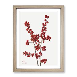Winterberry Berries By Mary Vaux Walcott Vintage Framed Wall Art Print, Ready to Hang Picture for Living Room Bedroom Home Office Décor, Oak A4 (34 x 25 cm)