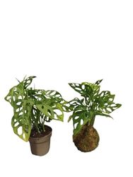 DECOALIVE Planta Natural Monstera Adansonii en Kokedama – Decoración Viva para Hogar y Oficina