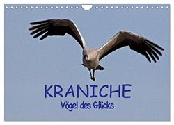 Kraniche - Vögel des Glücks (Wandkalender 2024 DIN A4 quer), CALVENDO Monatskalender: Bilder des Grauen Kranichs