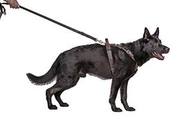 Dingo Gear Predator Harnais élégant en Cuir pour Chien, fabriqué à la Main, de qualité supérieure, Bronze Fin, XL