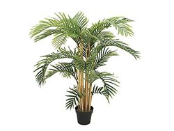 Europalms 82511361 Kentia Palma 140 cm