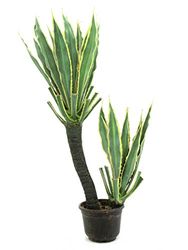 Europalms Europlams Orchidee-Cactus 160 cm