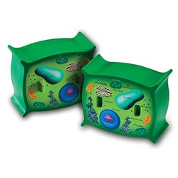 Learning Resources Mjukt Skum Tvärsnitt Växt Cell Modell