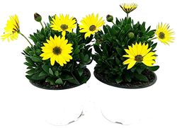 DECOALIVE Dimorfoteca Color Amarillo Margarita Exterior - Pack 2 Plantas - Margaritas Dimorphoteca Naturales con Flores, 8436606536117