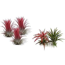 DECOALIVE Set de 3 Plantas del Aire Rojas Tres Tillandsias de Color Rojo & Set de Dos Tillandsias o Plantas del Aire (1 Verde y 1 Roja)