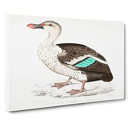 Spotted Billed Duck Illustration By John Edward Gray Vintage Canvas Wall Art Print Ready to Hang, Framed Picture for Living Room Bedroom Home Office Décor, 24x16 Inch (60x40 cm)