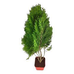 Thuja Planta de Exterior Natural y Fácil de Mantener