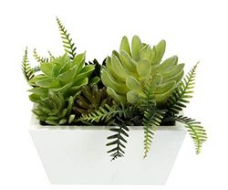 Flair Flower Plantes succulentes artificielles dans Un Pot en Bois Arrangement de Faux Cactus Cactus Artificiel Plante en Pot Plante Verte Aloe Vera Décoration de Table Vert Env. 13 x 9 x 14 cm