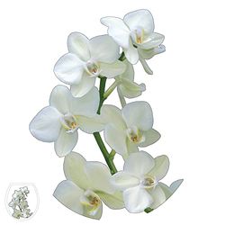 Sticker WC Abattant Orchidée Jaune, Branche Verte, Fleur Fraiche, 33x38cm, Déco Toilettes Maison, Décoration Intérieure