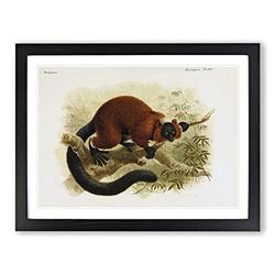 J.G. Keulemans Red ruffed Lemur 1 Vintage Framed Wall Art Print, Ready to Hang Picture for Living Room Bedroom Home Office Décor, Black A4 (34 x 25 cm)