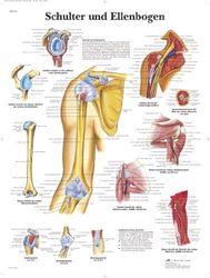 3B Scientific Schulter und Ellenbogen Planche anatomique en allemand Motif épaules et coudes