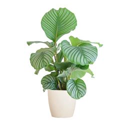 BloomPost Calathea Orbifolia - 55-65 cm + Vezelpot wit - Kamerplant - Onderhoudsarme kamerplant - Makkelijk te kweken kantoorplanten voor thuis - Inclusief pot