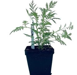 Planta Uso Medicinal Artemisia Annua en Maceta para Cultivar en el Hogar