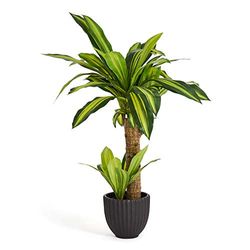 4Ever Green Kunstmatige realistische Dracaena Dragon Plant Dracena Boom Fake Tall Plant voor Thuis Kamer Indoor Outdoor Decoratie in Plastic Pot, 75 cm