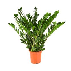 BloomPost Zamioculcas Zamiifolia Plant - P21-80cm Hoogte - Kamerplanten - Luchtzuiverend - Makkelijk te verzorgen - Vers van de Kweker