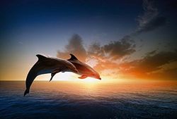 Papier Peint déco poster SAUT DES DAUPHINS 3 x 2,70 m | Déco et photo murale XXL Qualité HD Scenolia