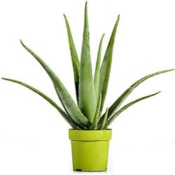 Planta Natural Aloe Vera Suculenta de Fácil Cuidado